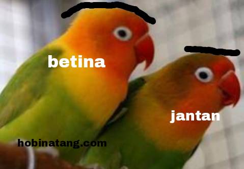 Detail Gambar Lovebird Jantan Dan Betina Nomer 10