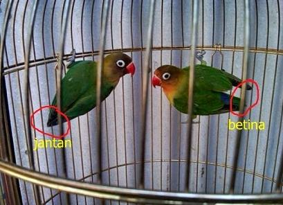 Detail Gambar Lovebird Jantan Dan Betina Nomer 11