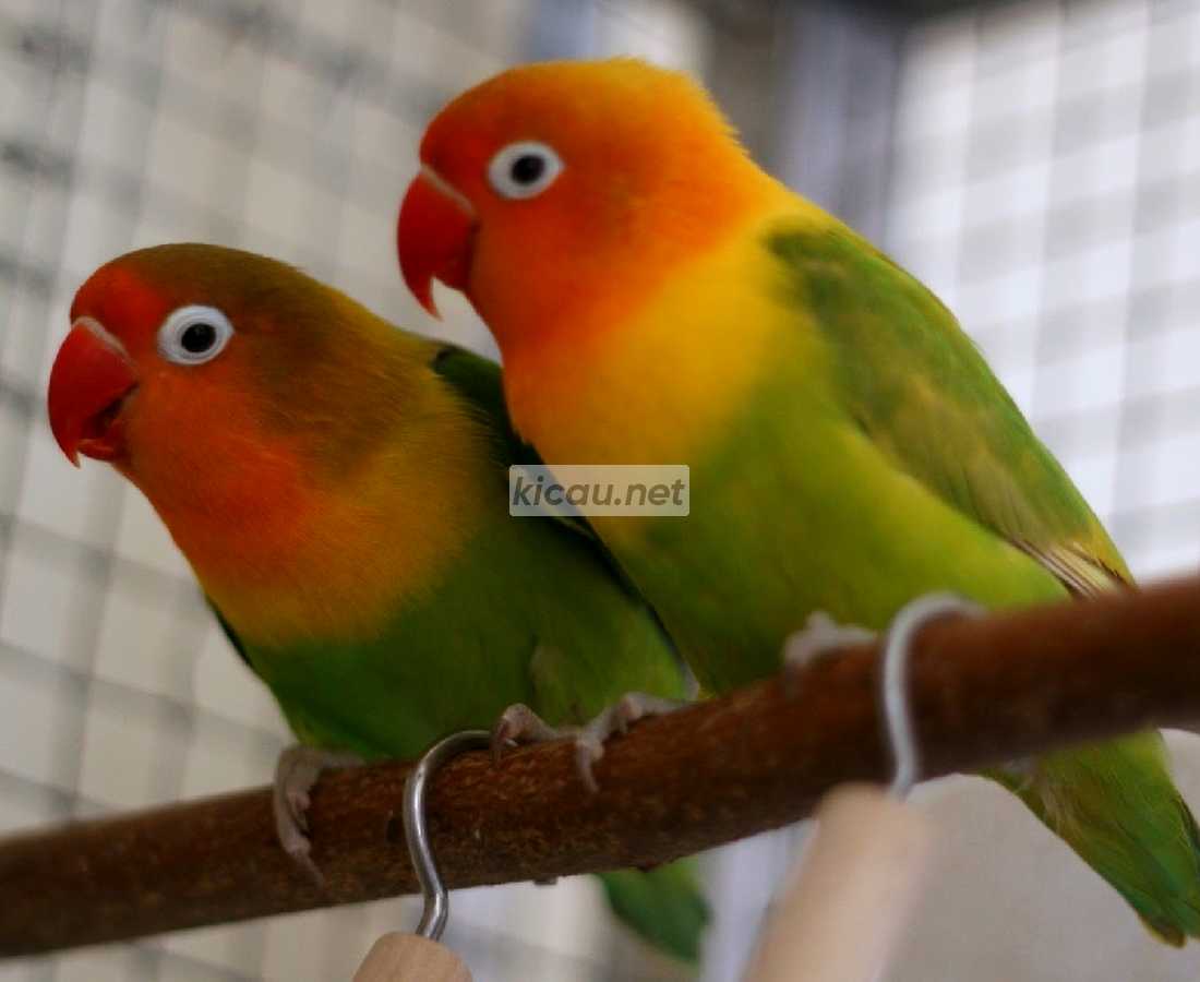 Detail Gambar Lovebird Jantan Dan Betina Nomer 12