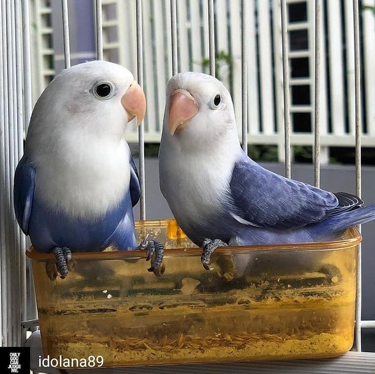 Detail Gambar Lovebird Jantan Dan Betina Nomer 17