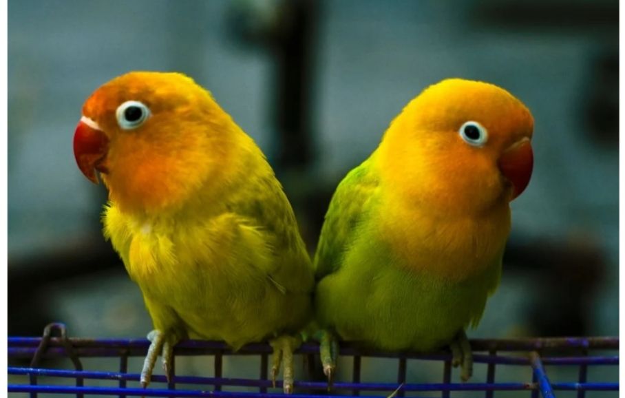 Detail Gambar Lovebird Jantan Dan Betina Nomer 20