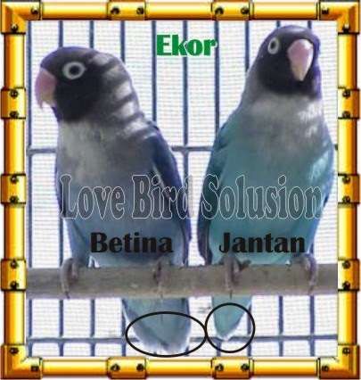 Detail Gambar Lovebird Jantan Dan Betina Nomer 22