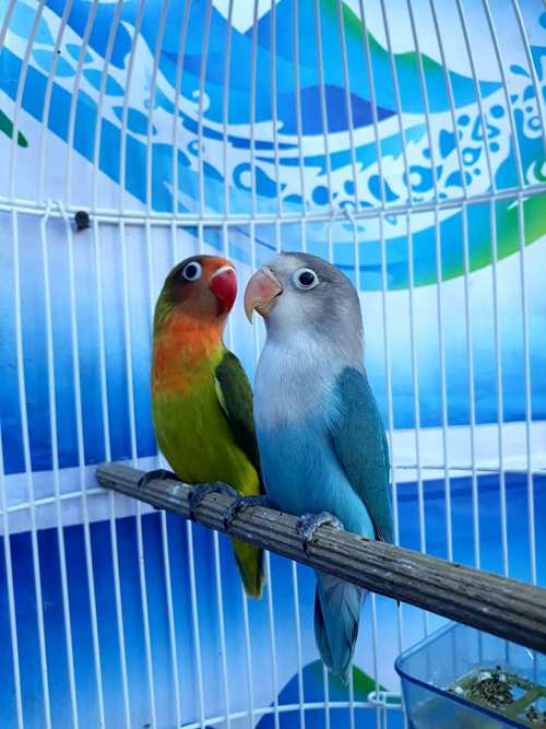 Detail Gambar Lovebird Jantan Dan Betina Nomer 30