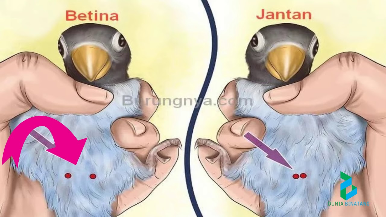 Detail Gambar Lovebird Jantan Dan Betina Nomer 5