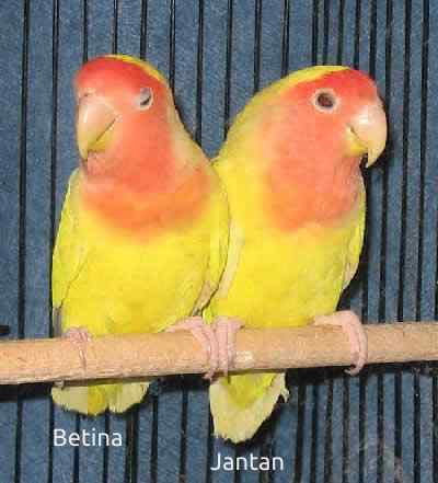 Detail Gambar Lovebird Jantan Dan Betina Nomer 45