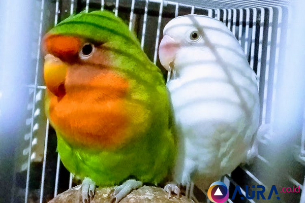 Detail Gambar Lovebird Jantan Dan Betina Nomer 47