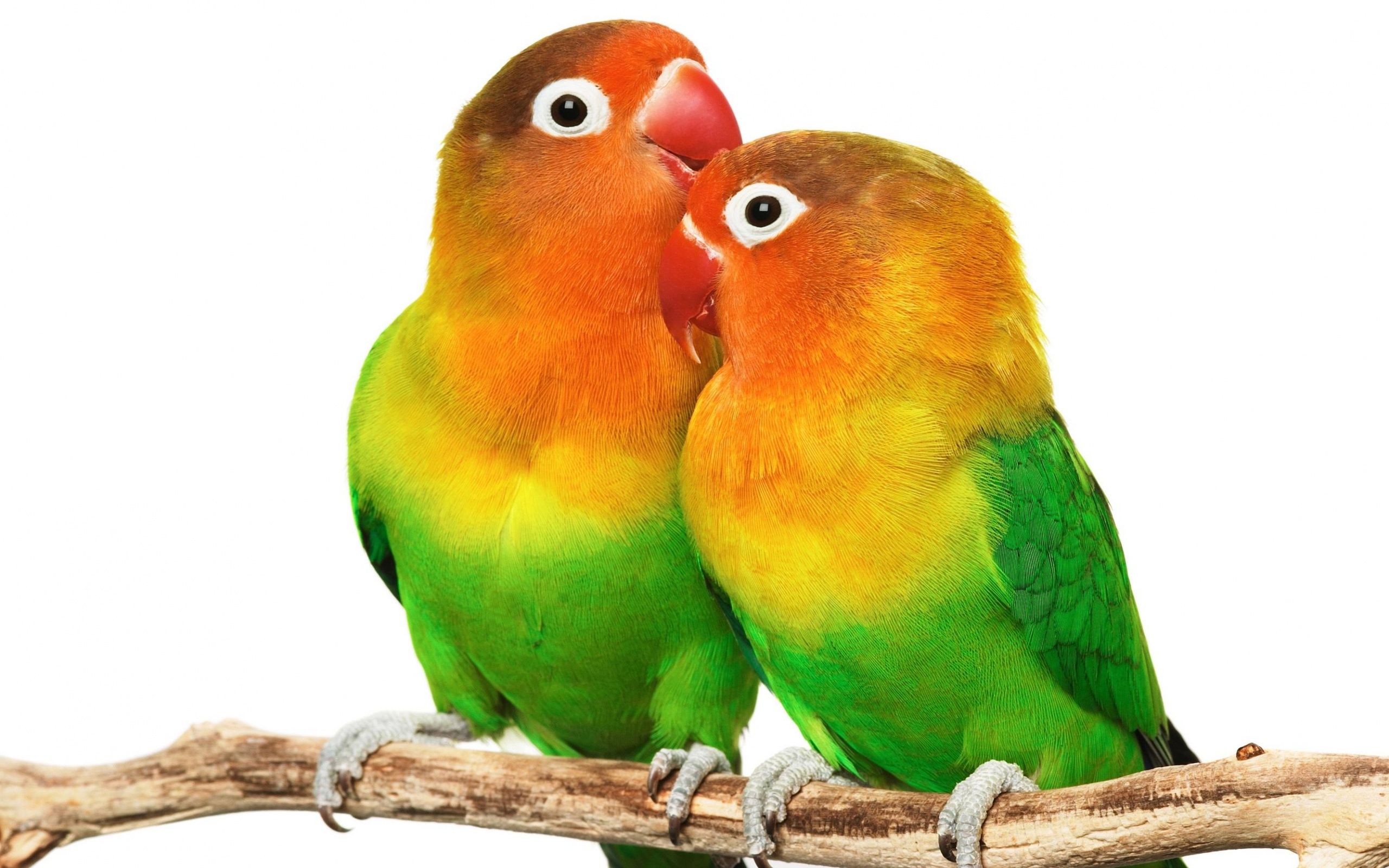 Detail Gambar Lovebird Karikatur Nomer 17