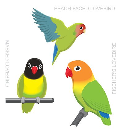 Detail Gambar Lovebird Karikatur Nomer 20