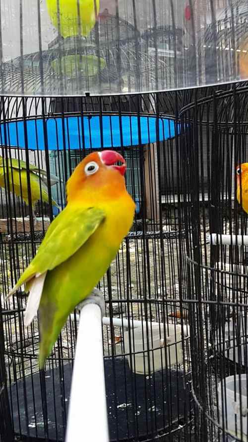 Detail Gambar Lovebird Ngekek Nomer 12