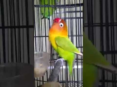 Download Gambar Lovebird Ngekek Nomer 15