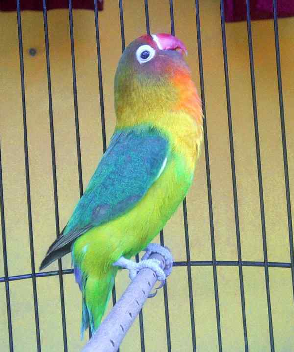 Download Gambar Lovebird Ngekek Nomer 19