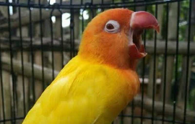 Detail Gambar Lovebird Ngekek Nomer 23