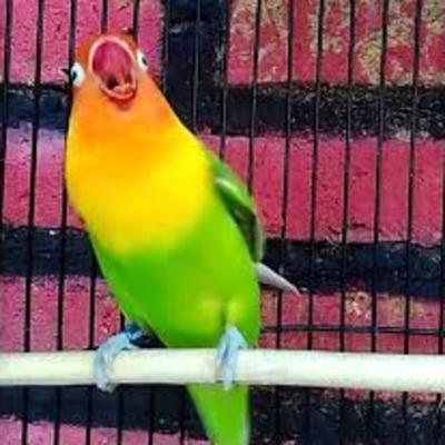 Detail Gambar Lovebird Ngekek Nomer 27