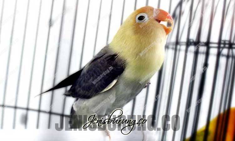 Detail Gambar Lovebird Ngekek Nomer 28