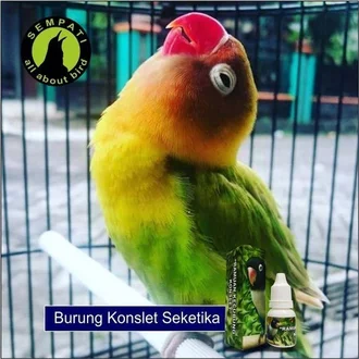 Detail Gambar Lovebird Ngekek Nomer 29