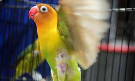 Detail Gambar Lovebird Ngekek Nomer 31