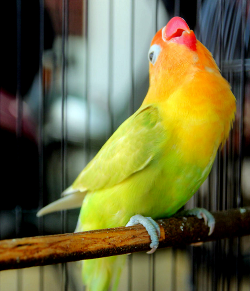 Detail Gambar Lovebird Ngekek Nomer 33