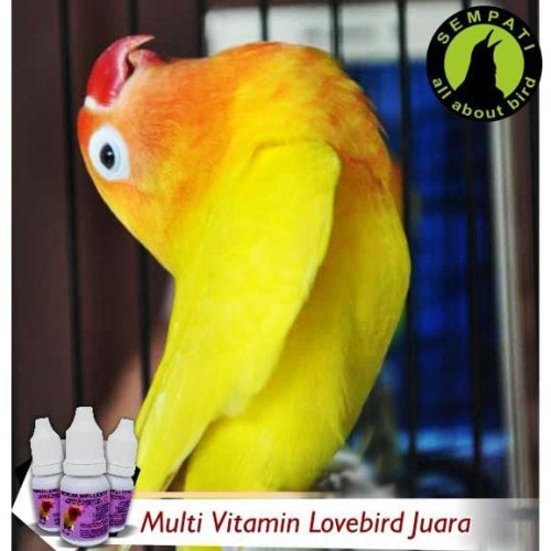 Detail Gambar Lovebird Ngekek Nomer 37