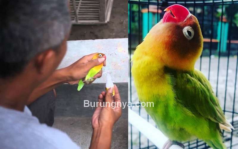 Detail Gambar Lovebird Ngekek Nomer 41