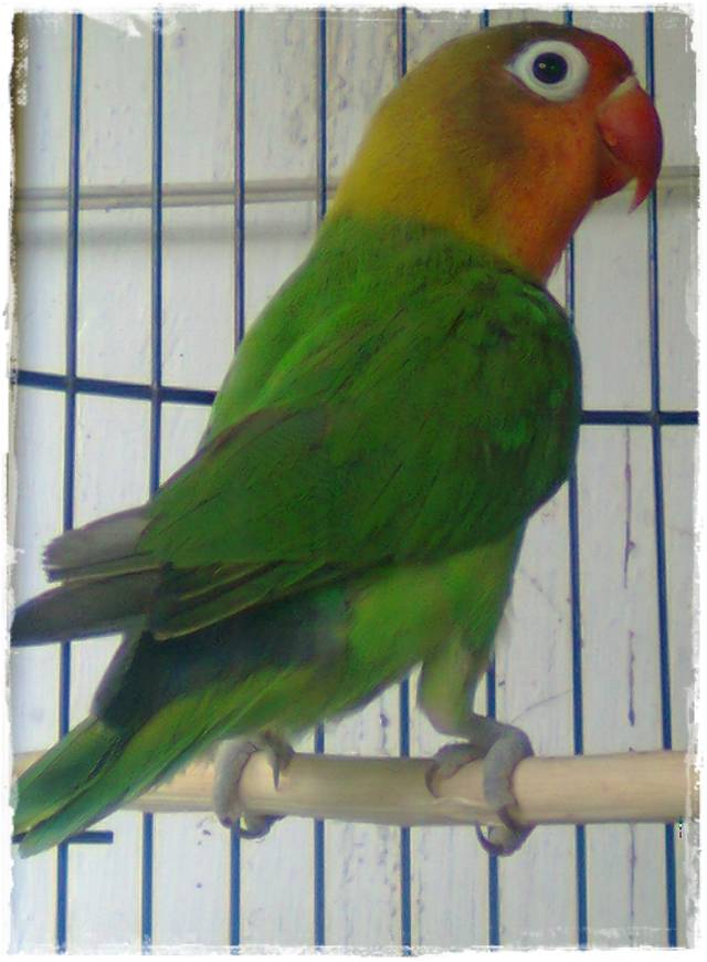 Detail Gambar Lovebird Ngekek Nomer 43