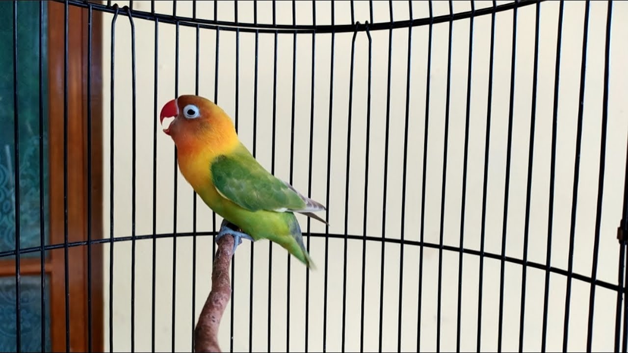 Download Gambar Lovebird Ngekek Nomer 45