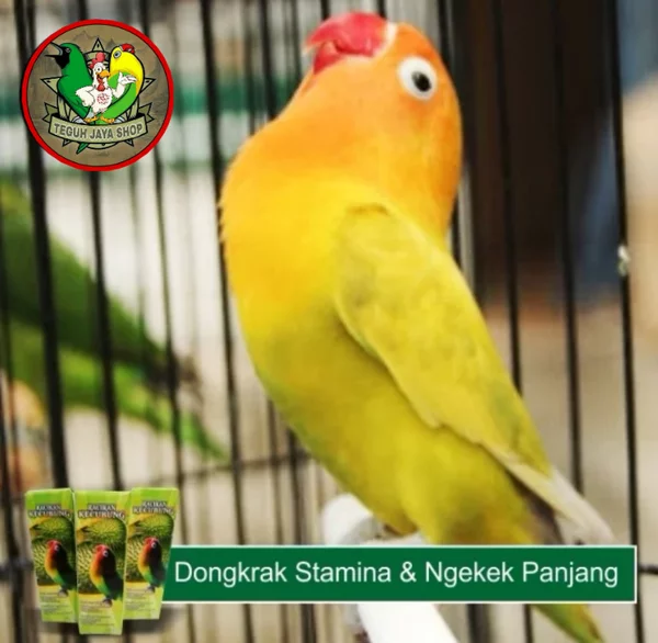 Detail Gambar Lovebird Ngekek Nomer 46