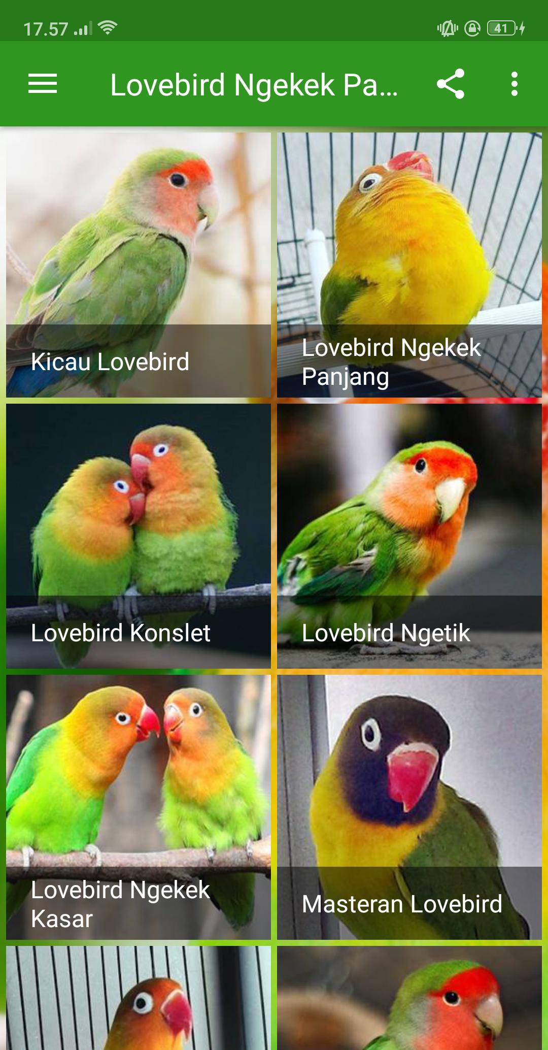 Detail Gambar Lovebird Ngekek Nomer 48