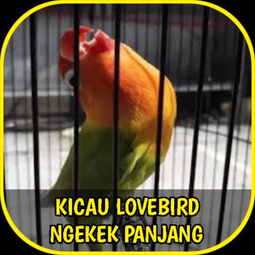 Detail Gambar Lovebird Ngekek Nomer 54