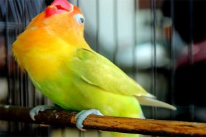 Detail Gambar Lovebird Ngekek Nomer 55