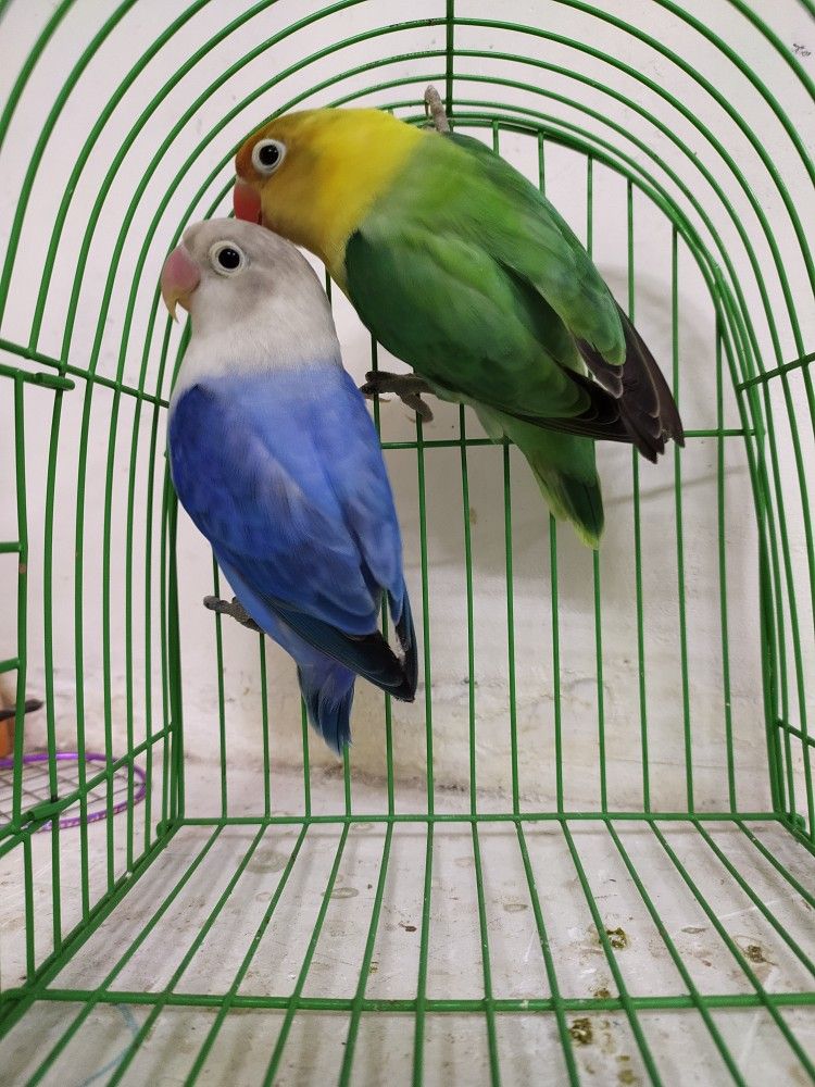 Detail Gambar Lovebird Parblue Nomer 6