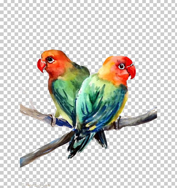 Detail Gambar Lovebird Png Nomer 25