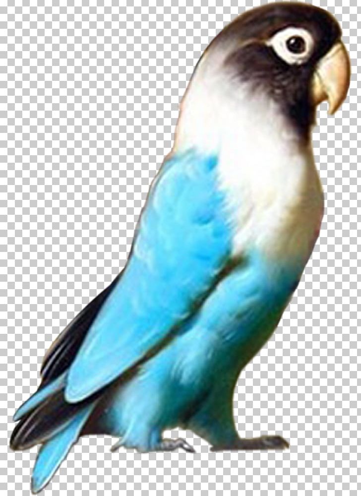 Detail Gambar Lovebird Png Nomer 29