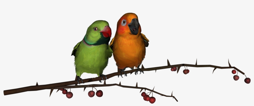 Detail Gambar Lovebird Png Nomer 30