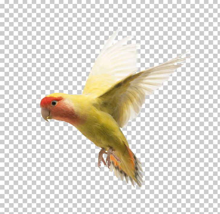 Detail Gambar Lovebird Png Nomer 32