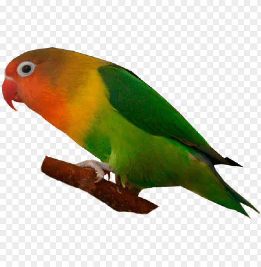 Detail Gambar Lovebird Png Nomer 5