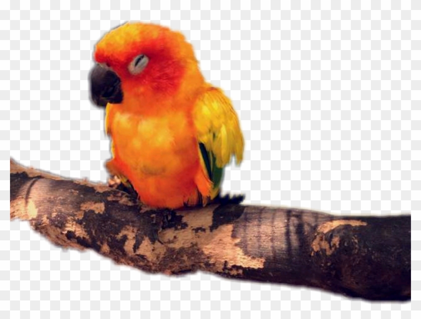 Detail Gambar Lovebird Png Nomer 39