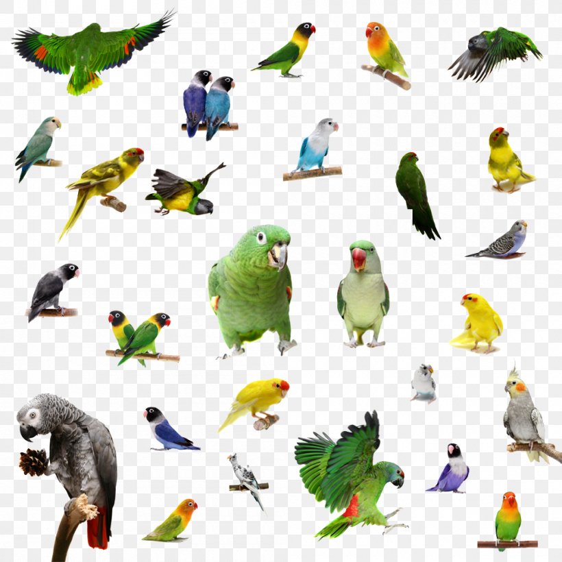 Detail Gambar Lovebird Png Nomer 42