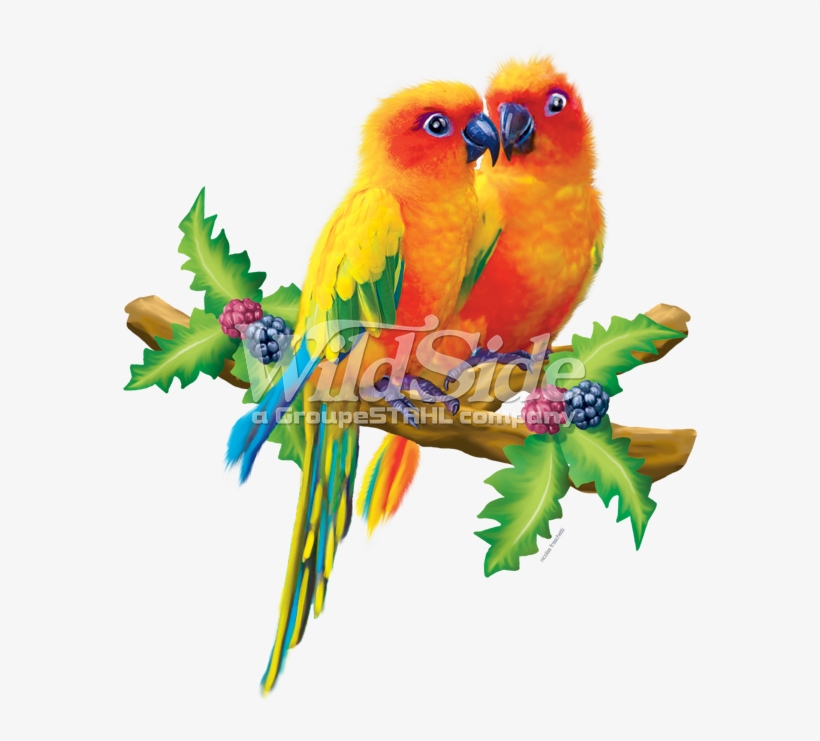 Detail Gambar Lovebird Png Nomer 54