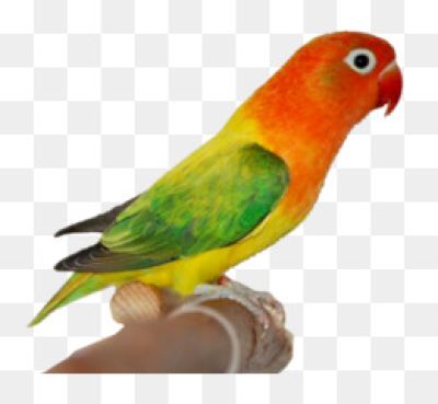 Detail Gambar Lovebird Png Nomer 10