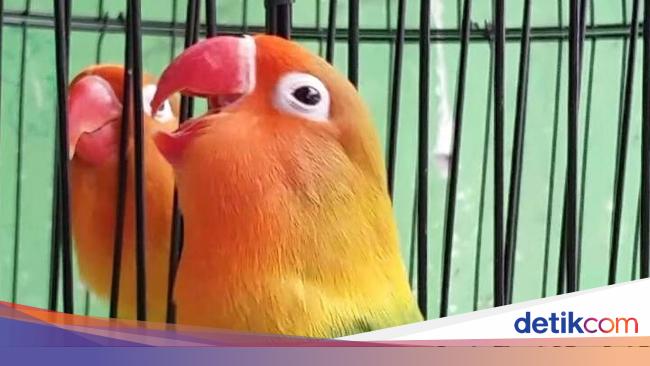 Detail Gambar Lovebird Terbang Nomer 21