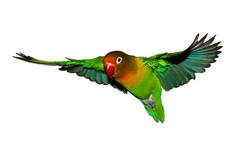 Detail Gambar Lovebird Terbang Nomer 31