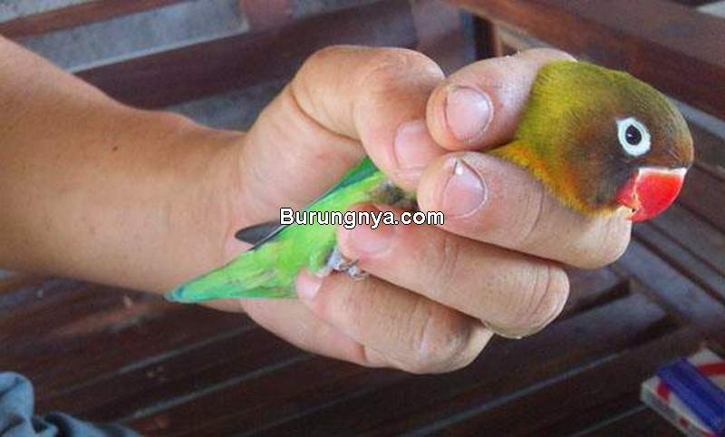 Detail Gambar Lovebird Terbang Nomer 40