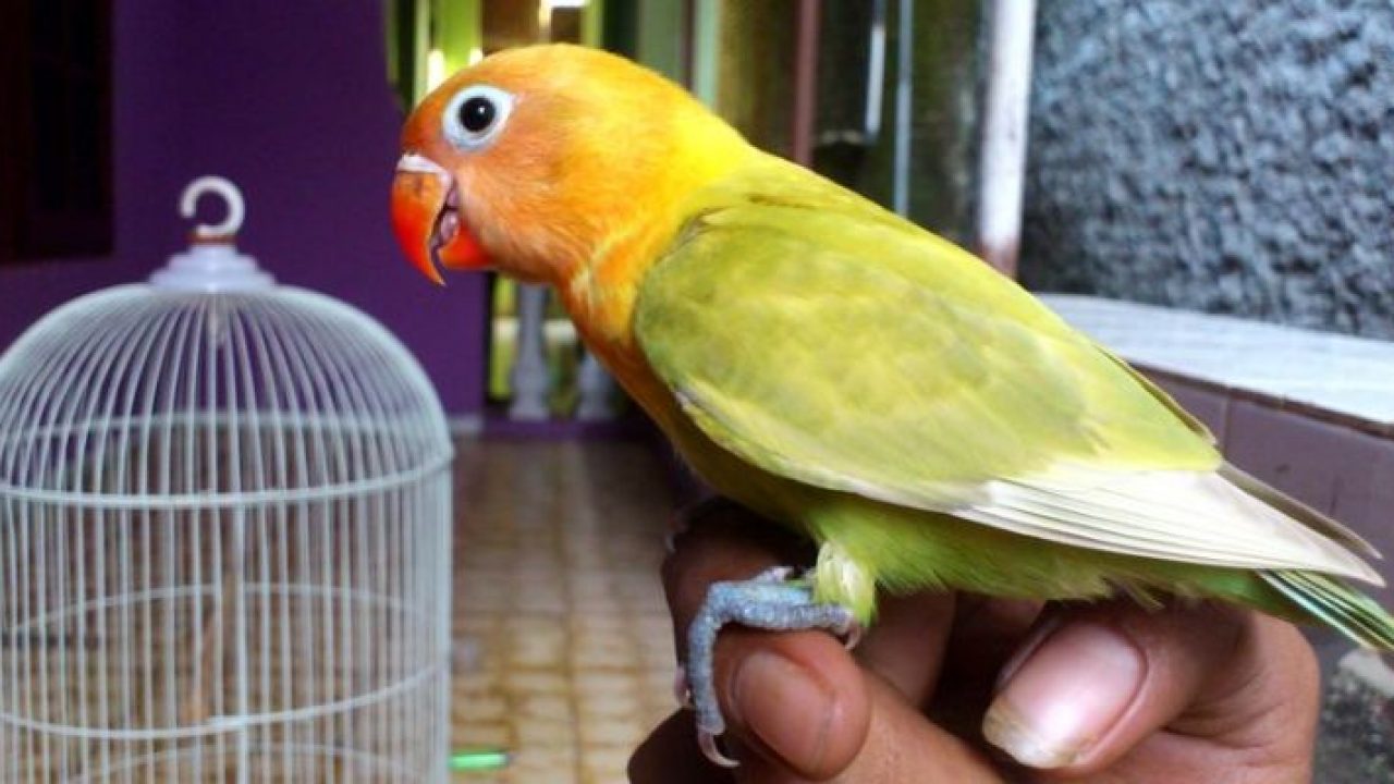 Detail Gambar Lovebird Terbang Nomer 45