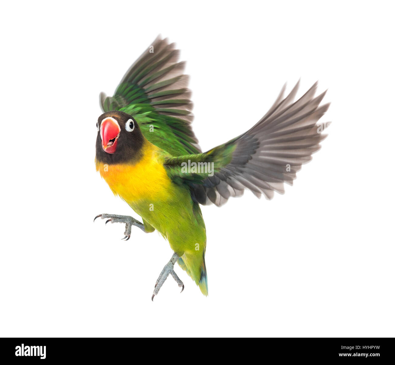 Detail Gambar Lovebird Terbang Nomer 6