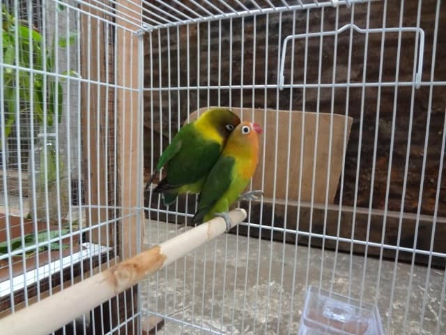 Detail Gambar Lovebird Terbang Nomer 51