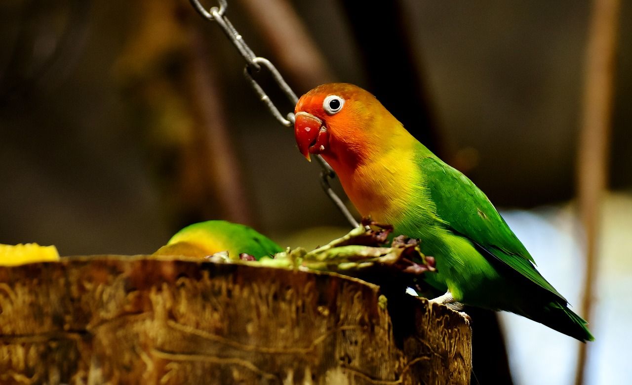 Detail Gambar Lovebird Terbang Nomer 52