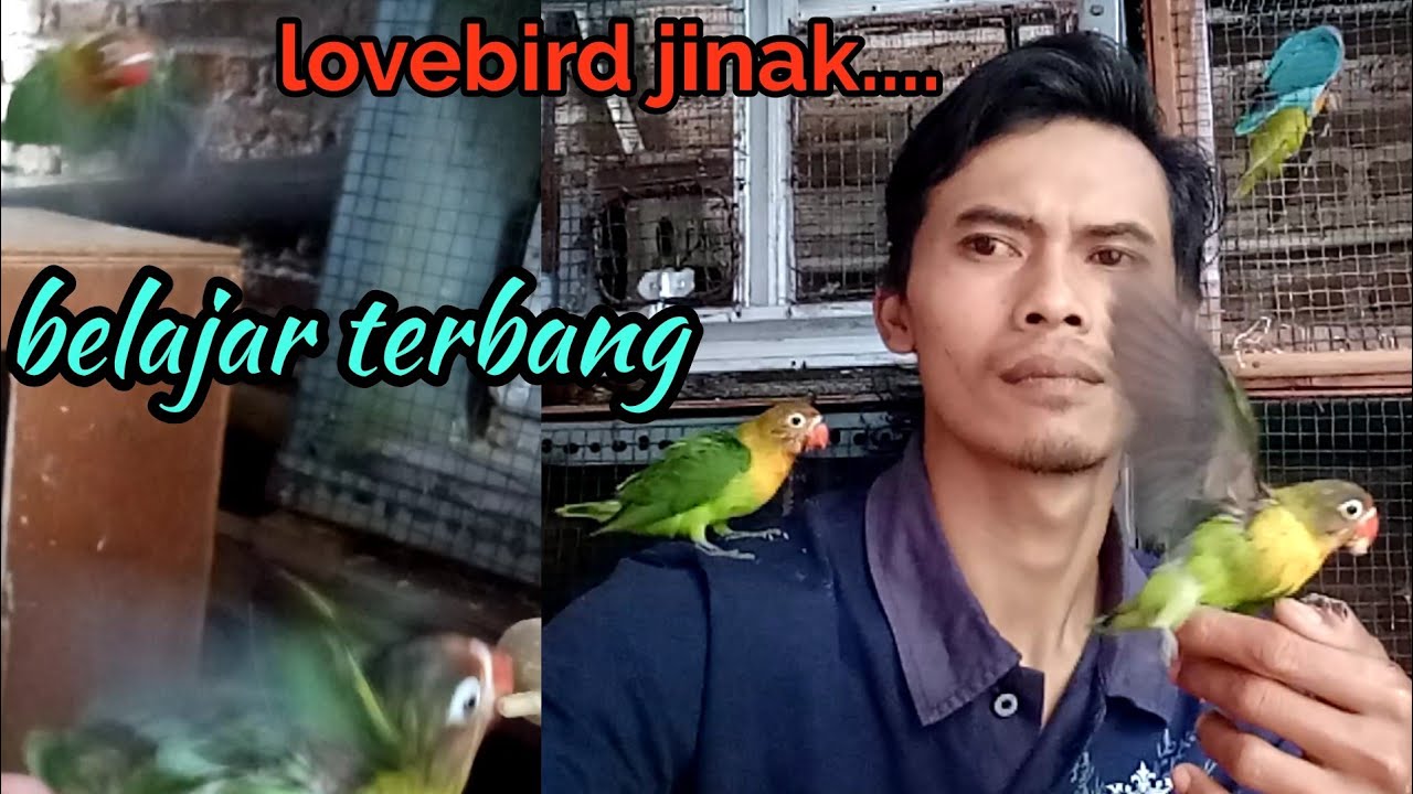 Detail Gambar Lovebird Terbang Nomer 54