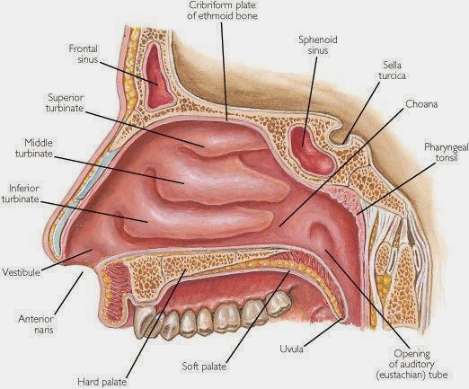 Detail Gambar Lubang Hidung Normal Nomer 25