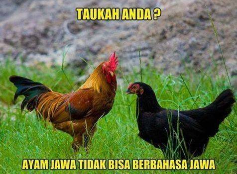 Detail Gambar Lucu Ayam Jago Nomer 3