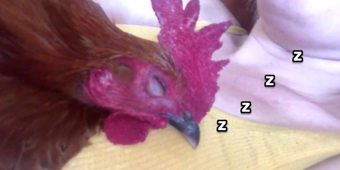 Detail Gambar Lucu Ayam Jago Nomer 34